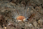 Cnidaria