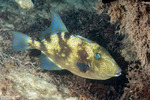 Triggerfishes