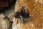 Lionfishes