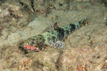 Synodontidae