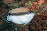 Apolemichthys