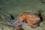 Callistoctopus