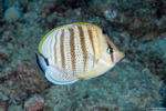 Butterflyfishes