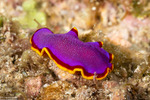 Flatworms