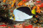 Butterflyfishes