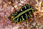 Flatworms