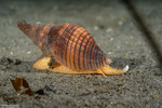 Conoidea