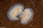 Bryozoa