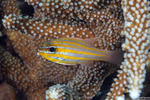 Cardinalfishes