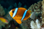 Amphiprion