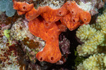 Tunicates