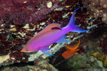 Anthias