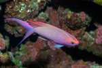 Anthias