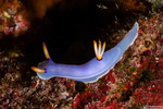 Hypselodoris