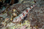 Synodontidae