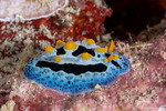 Nudibranchs
