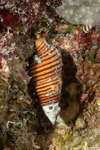 Buccinoidea