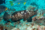 Epinephelus