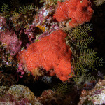 Porifera