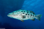 Epinephelus