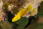 Bodianus