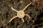 Echinodermata