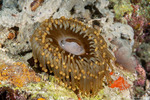 Corallimorpharia