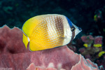 Butterflyfishes