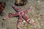 Sea Stars