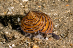Calliostoma