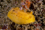 Geitodoris