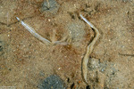 Rhabditophora