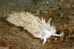 Aeolidiidae