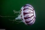 Chrysaora