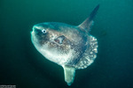 Mola