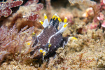 Polycera