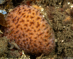 Tunicates