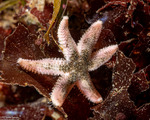 Asteriidae