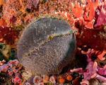 Porifera