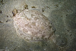 Flatfishes