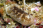 Nudipleura