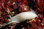Cadlina