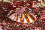 Lottioidea