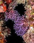 Corals