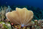 Octocorals
