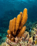 Octocorals