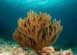 Octocorals