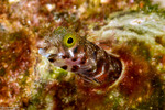 Blennies