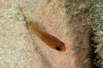 Cardinalfishes