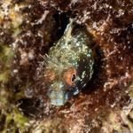Blennies